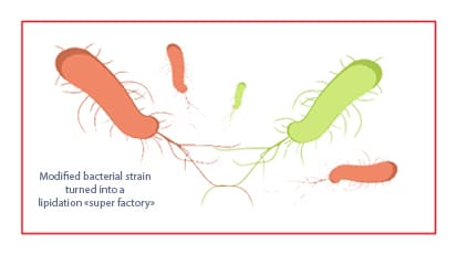 Schema coli XXL