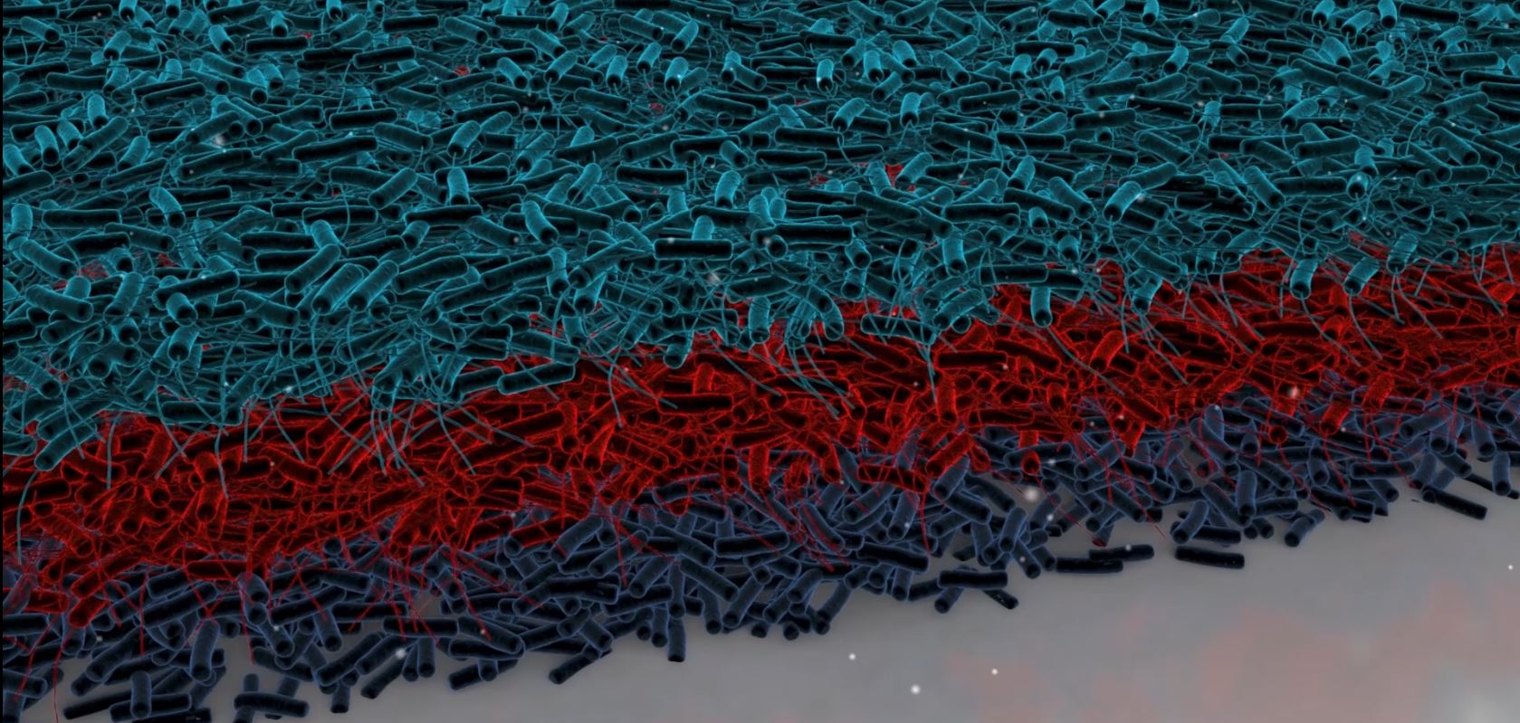 Biofilm