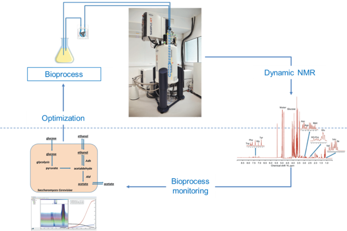 InsightCell WF