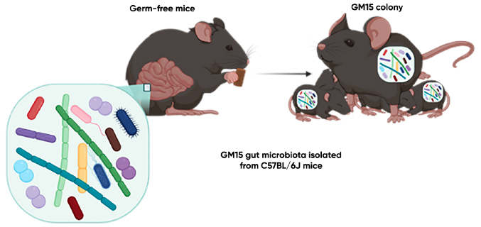 GM15 gut microbiota isolated from C57BL/6J mice